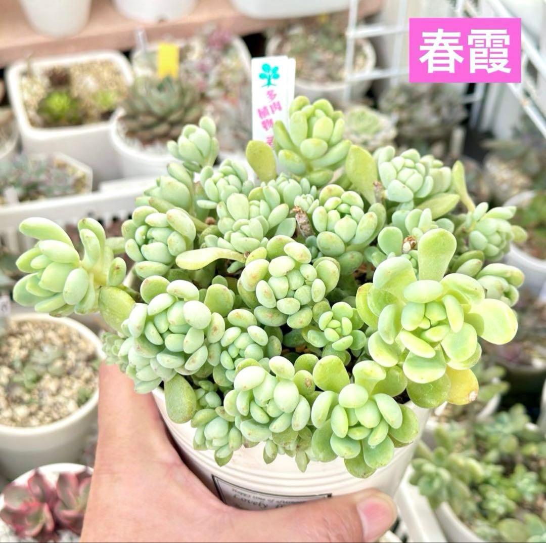 【激レア@1580】ミロッティー&春霞セット