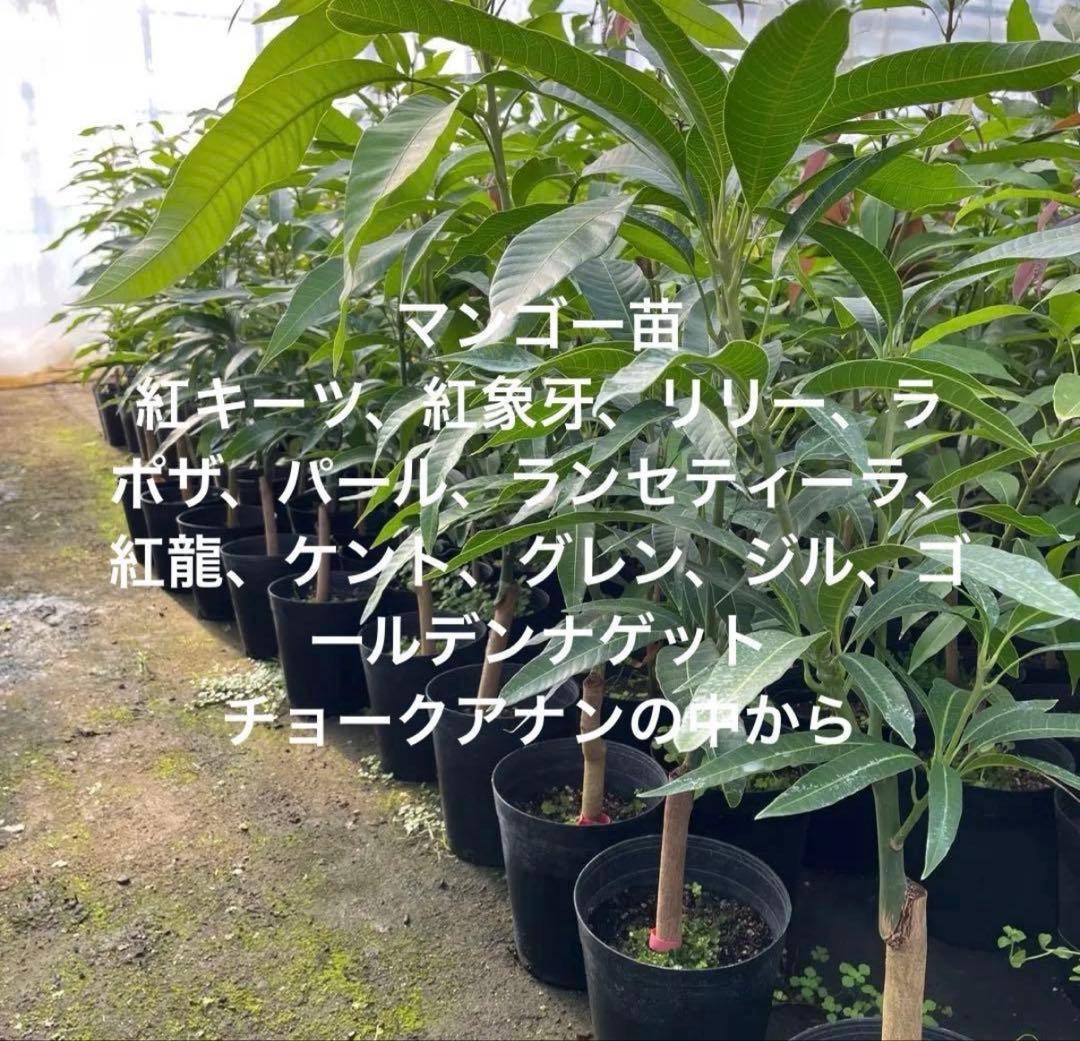 マンゴー苗　6号サイズ　接木苗　品種お選び下さい