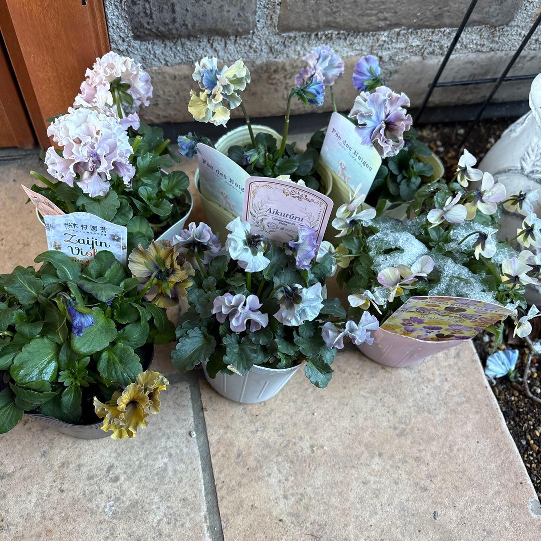 フェデネージュ