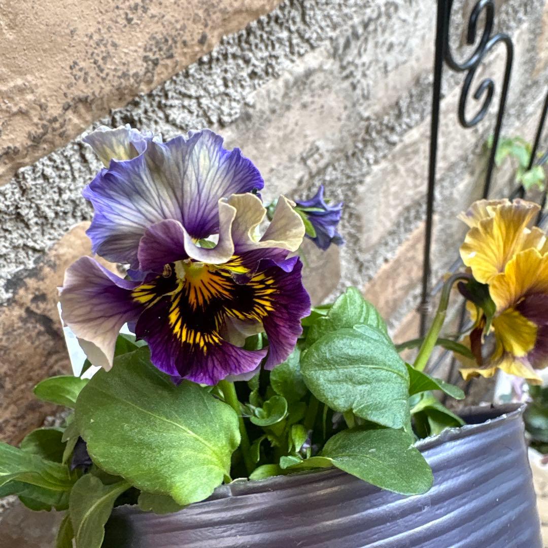 フェデネージュ