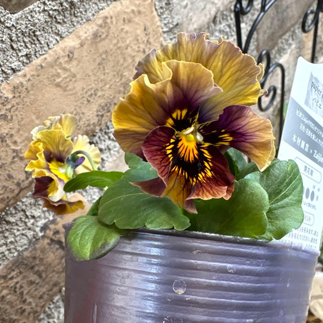 フェデネージュ