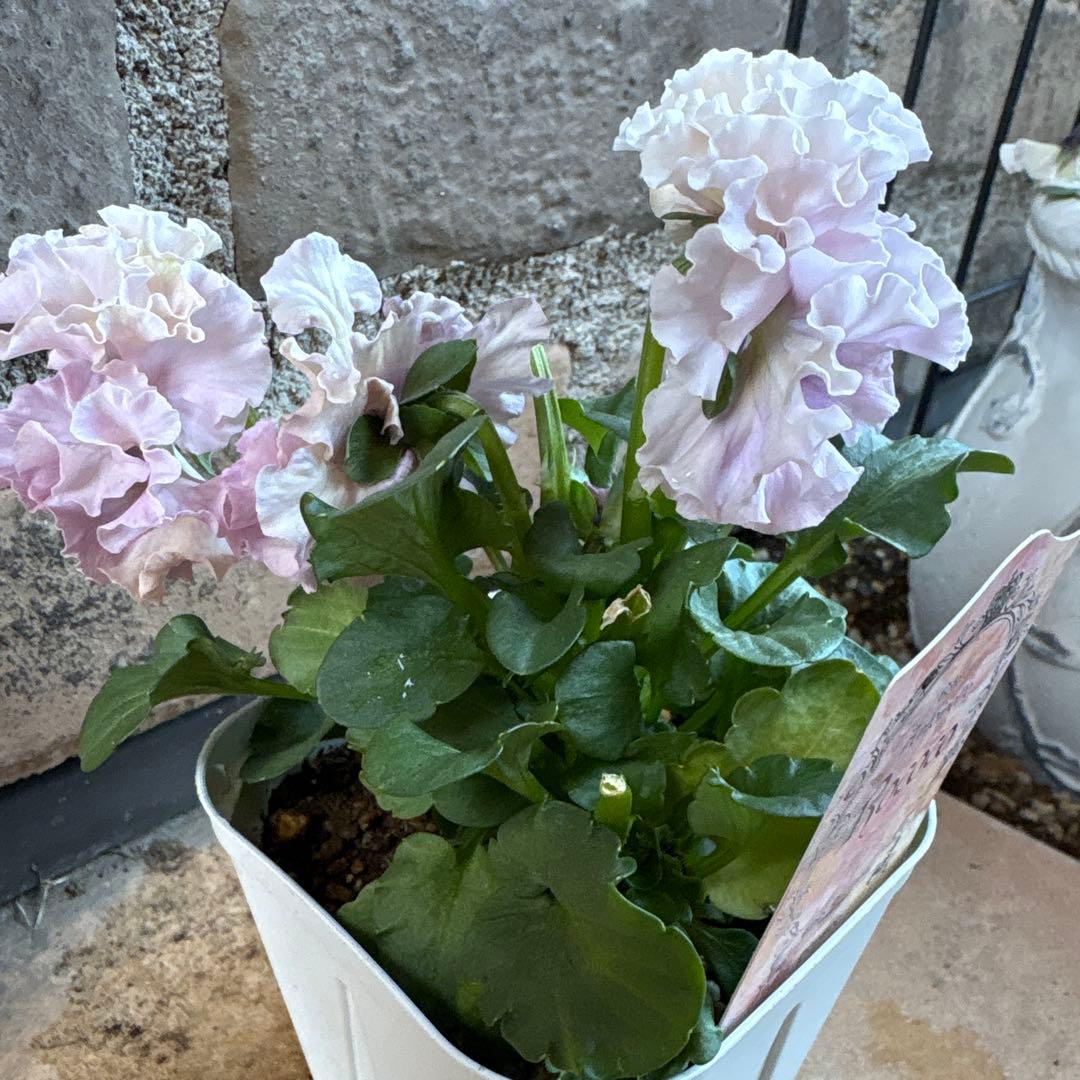 フェデネージュ