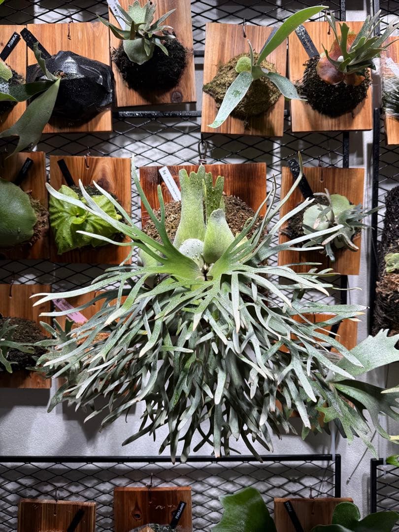 【特選親株】P.Bacteria バクテリア