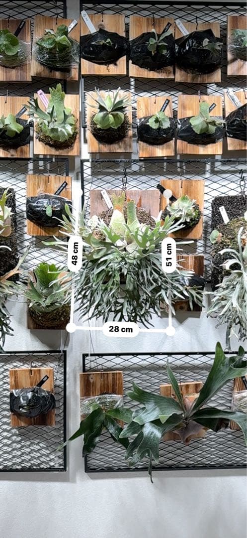 【特選親株】P.Bacteria バクテリア