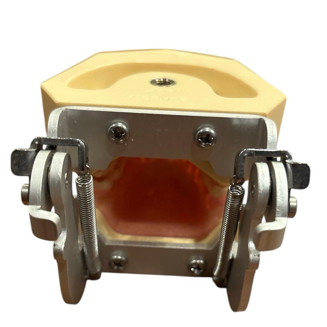 歯科衛生士　NISSIN DENTAL MODEL 歯科模型