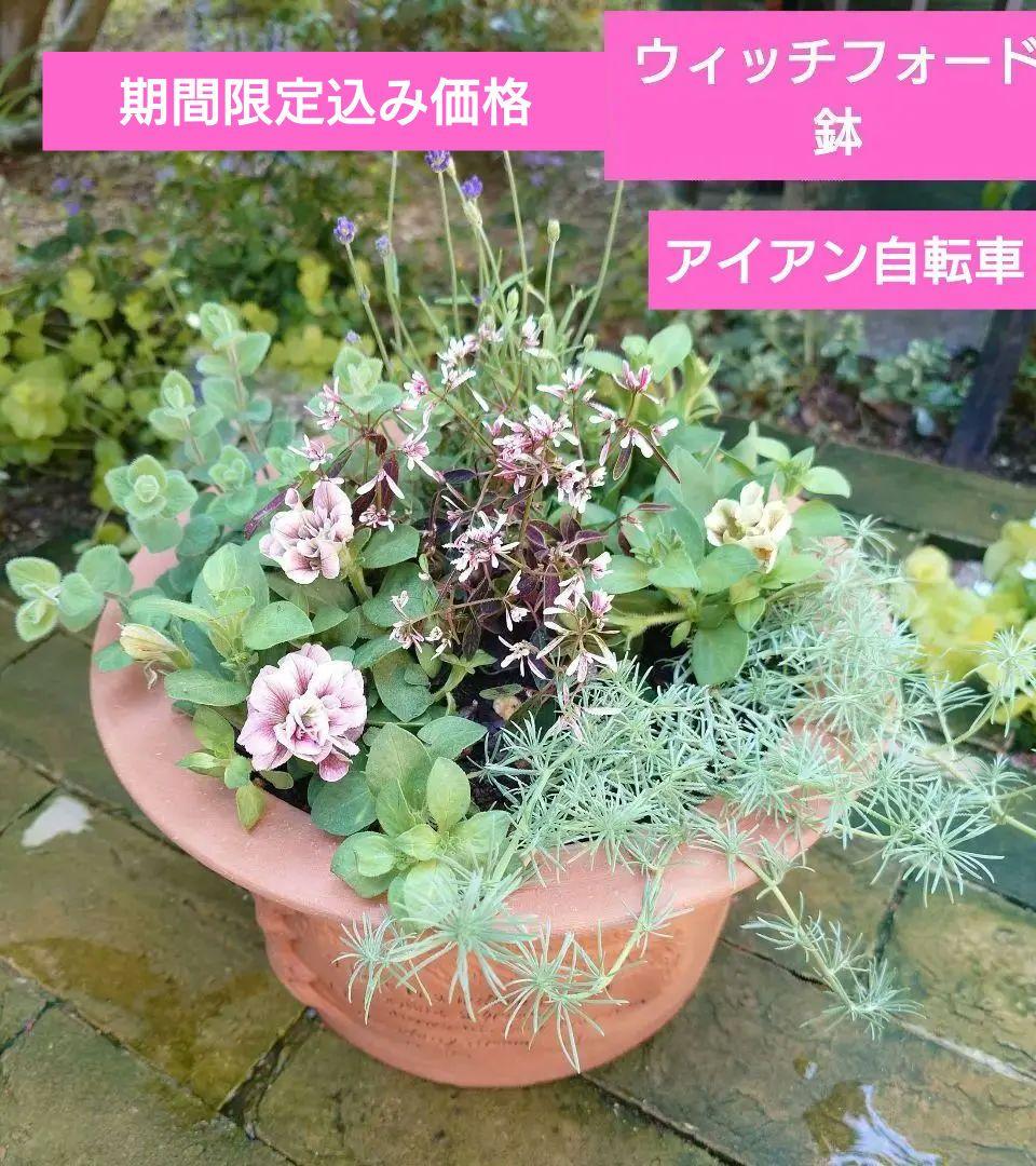 寄せ植え　ウィッチフォード鉢　期間限定込み価格