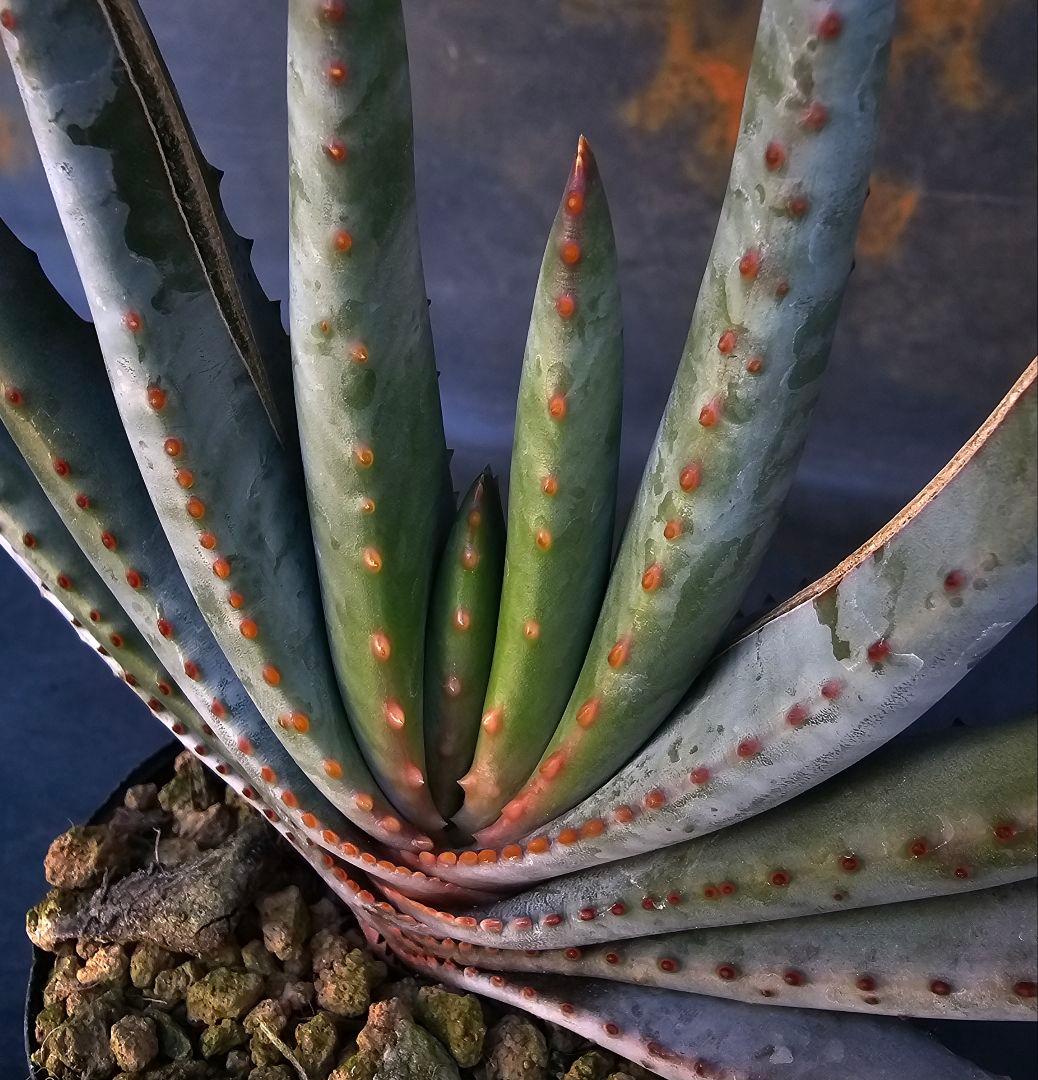 多肉植物 アロエ属 コンプレッサシストフィラ(ビグザム交配)