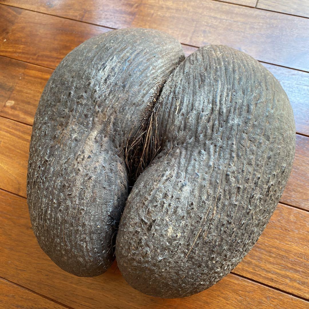 フタゴヤシ　禁断の果実　送料無料☆☆☆