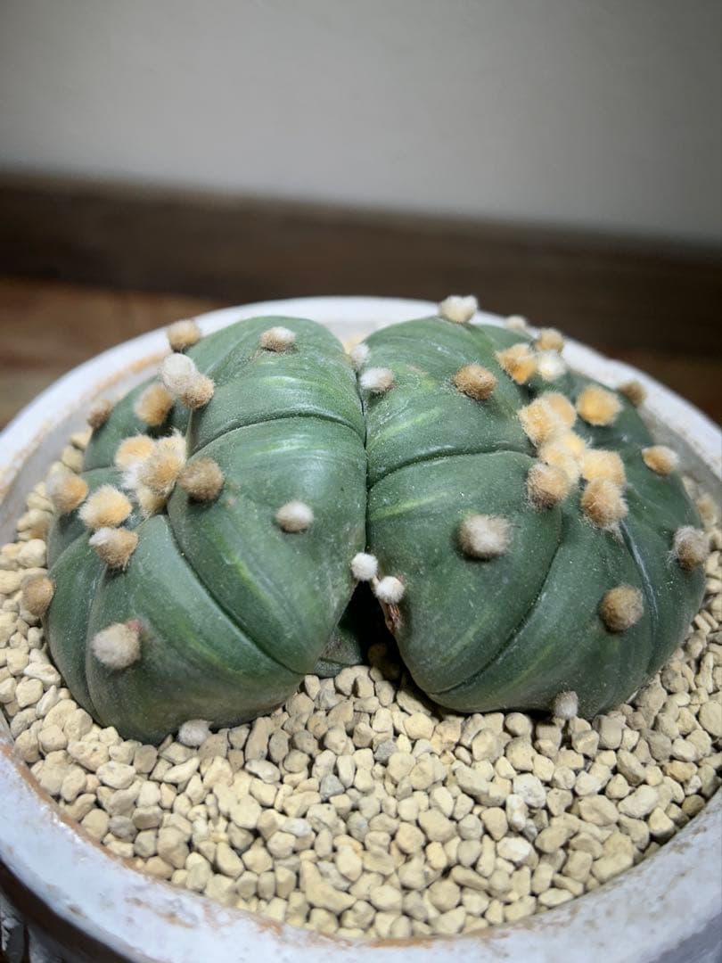 国内実生　散り斑　大株　ダブルヘッド　アストロフィツム　鉢のまま発送　サボテン