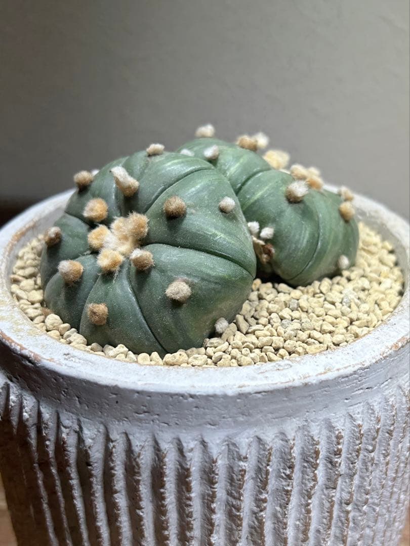 国内実生　散り斑　大株　ダブルヘッド　アストロフィツム　鉢のまま発送　サボテン