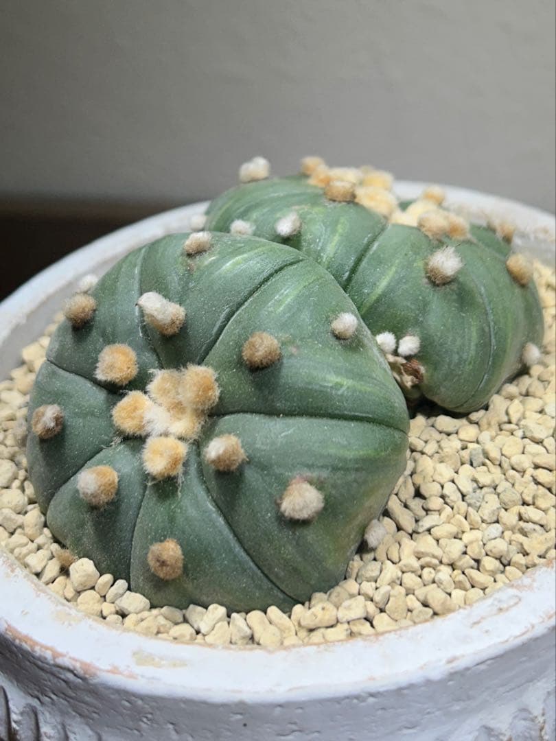 国内実生　散り斑　大株　ダブルヘッド　アストロフィツム　鉢のまま発送　サボテン