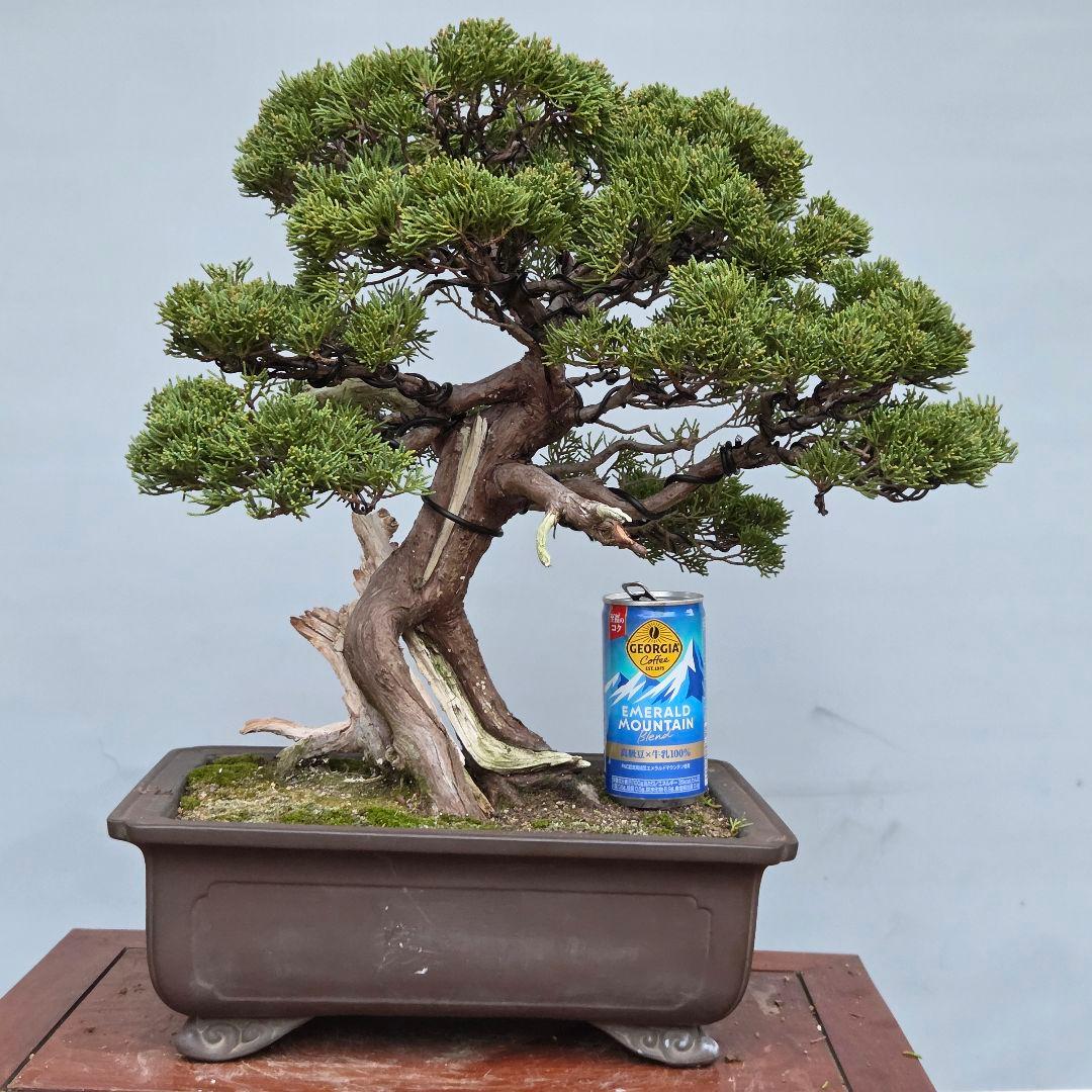 真柏　[模様木]　中品盆栽　正木