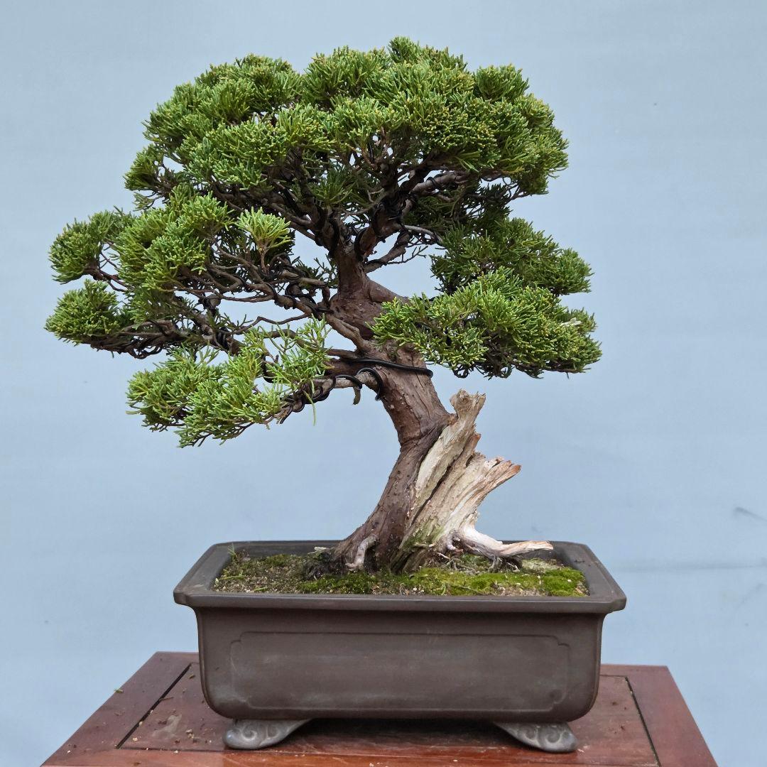 真柏　[模様木]　中品盆栽　正木