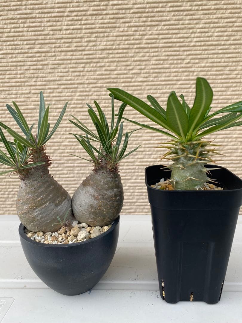 トイレットペーパー1051　グラ　アンボン