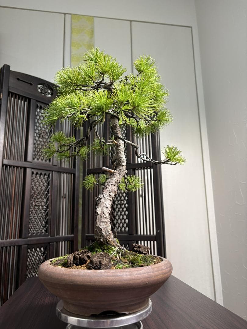 【値下げ】【早い者勝ち】五葉松 盆栽 樹高37cm 太模様木 美しい曲がり樹形