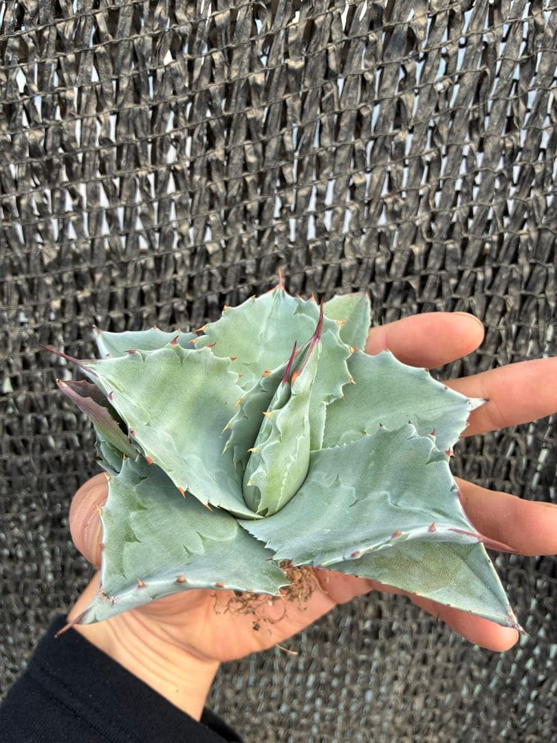 アガベ オバティフォリア　ドワーフ　子株付き