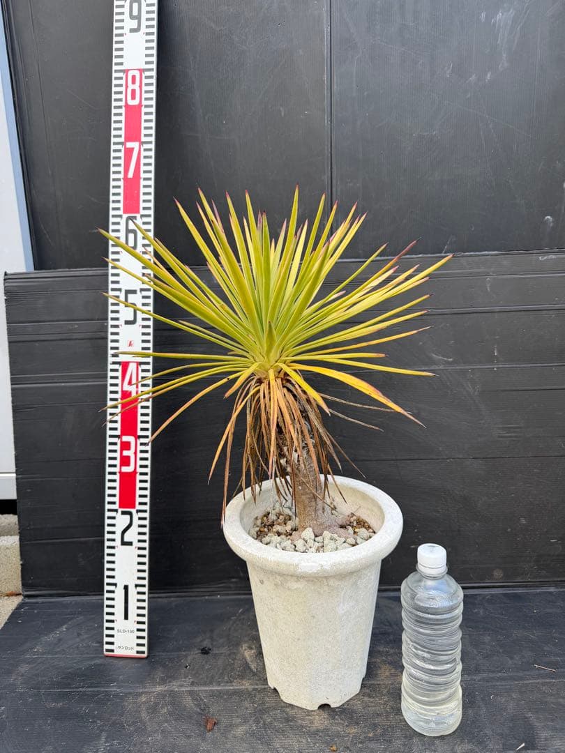 ユッカ アロイフォリア　観葉植物 鉢 約80cm