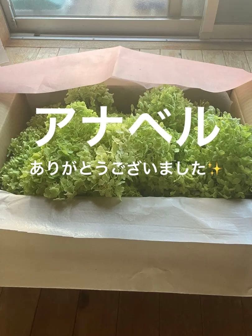 プリザーブドフラワー アジサイ グリーン