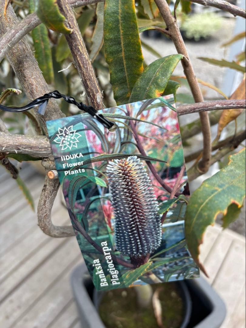 バンクシアプラジオカルパ　ブルーバンクシア　激レア！