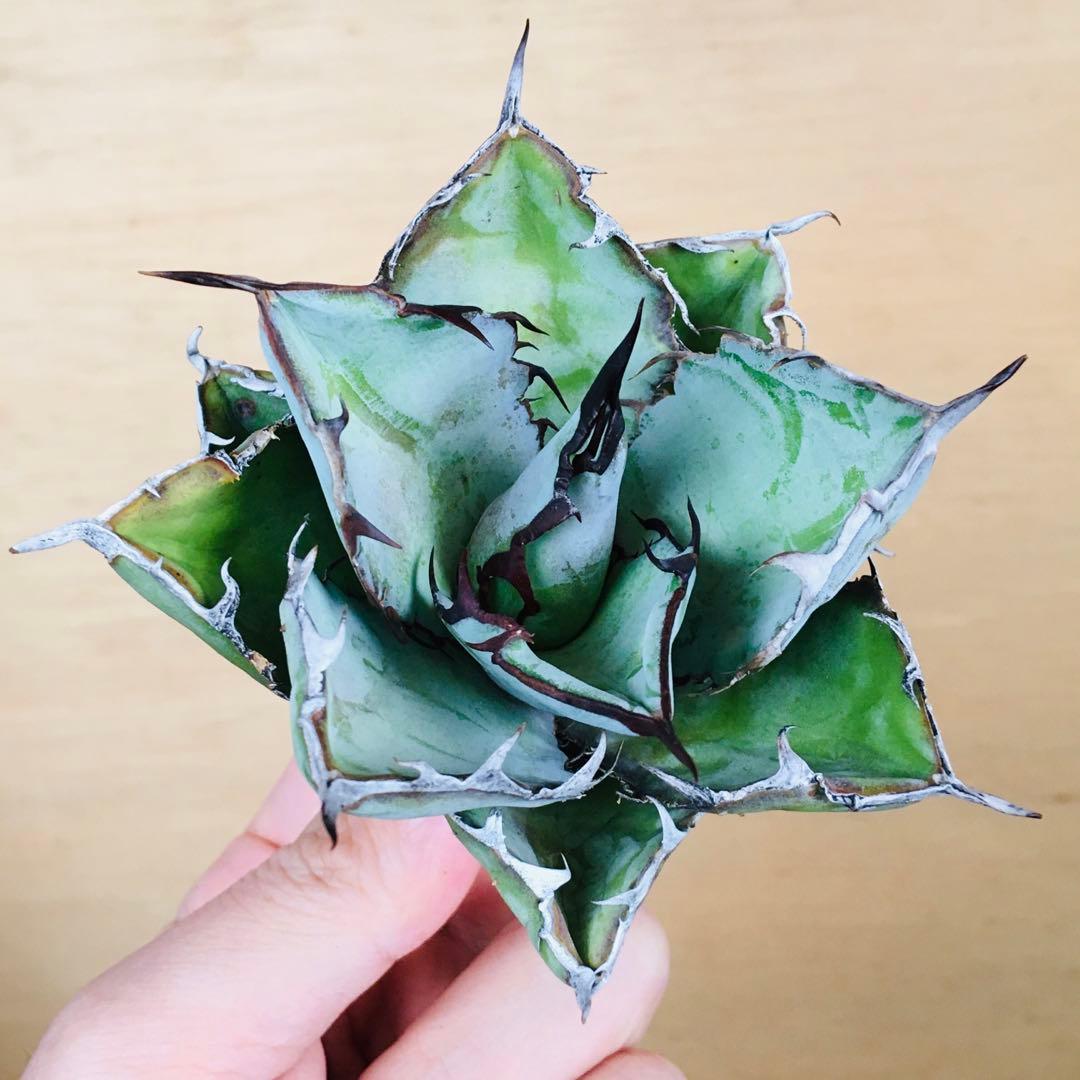 【稀少】2 ブラックアンドブルー 特選 極上黒棘 TC株 アガベ チタノタ