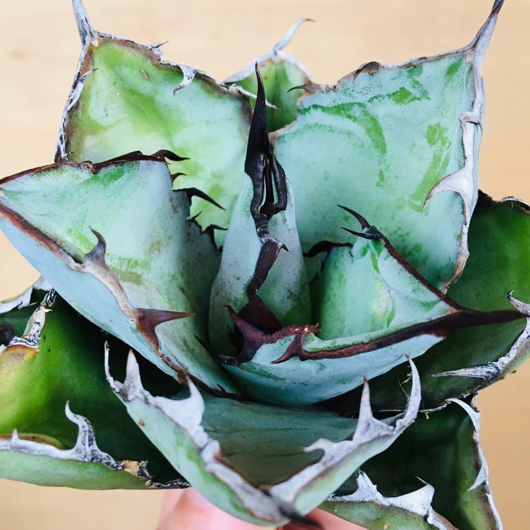 【稀少】2 ブラックアンドブルー 特選 極上黒棘 TC株 アガベ チタノタ