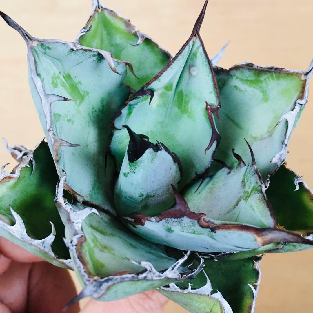 【稀少】2 ブラックアンドブルー 特選 極上黒棘 TC株 アガベ チタノタ