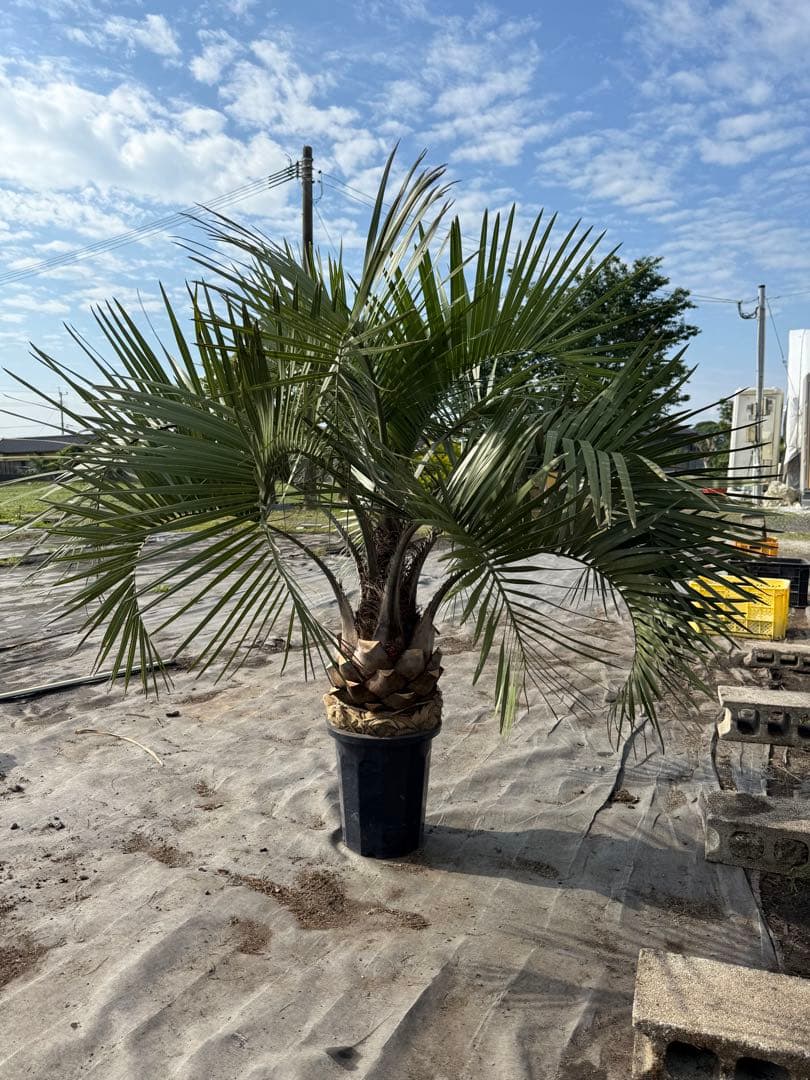 ココスヤシシルバーリーフ 【極太】葉先130cm 幹回り90cm 幹高20cm