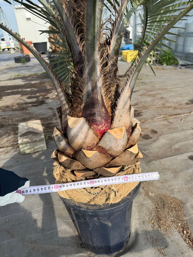 ココスヤシシルバーリーフ 【極太】葉先130cm 幹回り90cm 幹高20cm