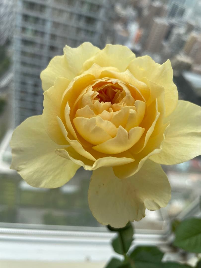 セール！在庫わずか！超強香強健！和バラ　バラ苗