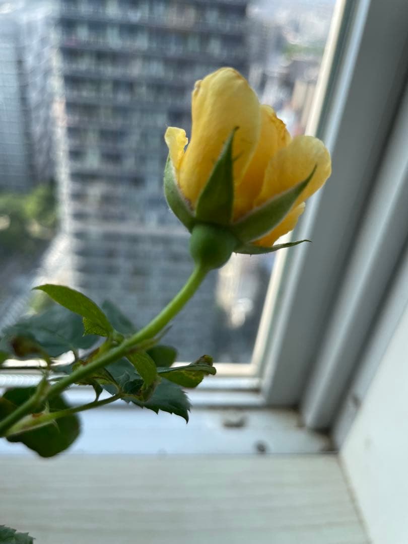 セール！在庫わずか！超強香強健！和バラ　バラ苗