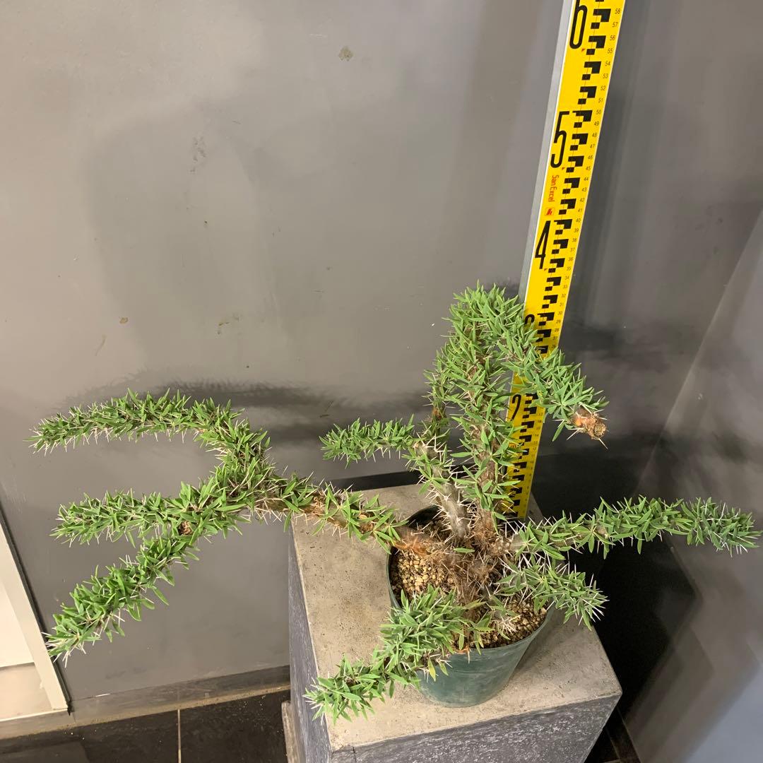 ディディエレア　トロリー