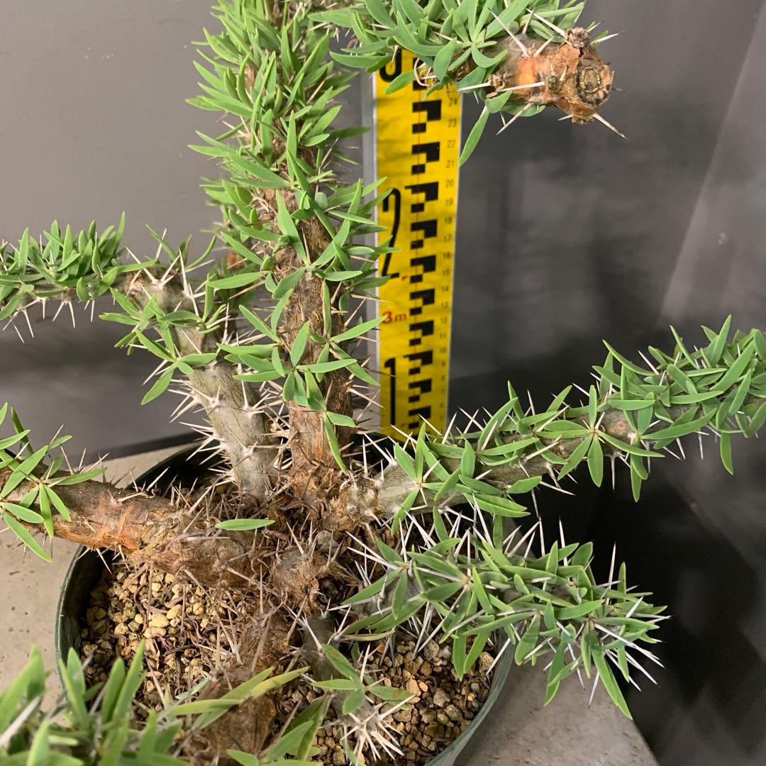 ディディエレア　トロリー