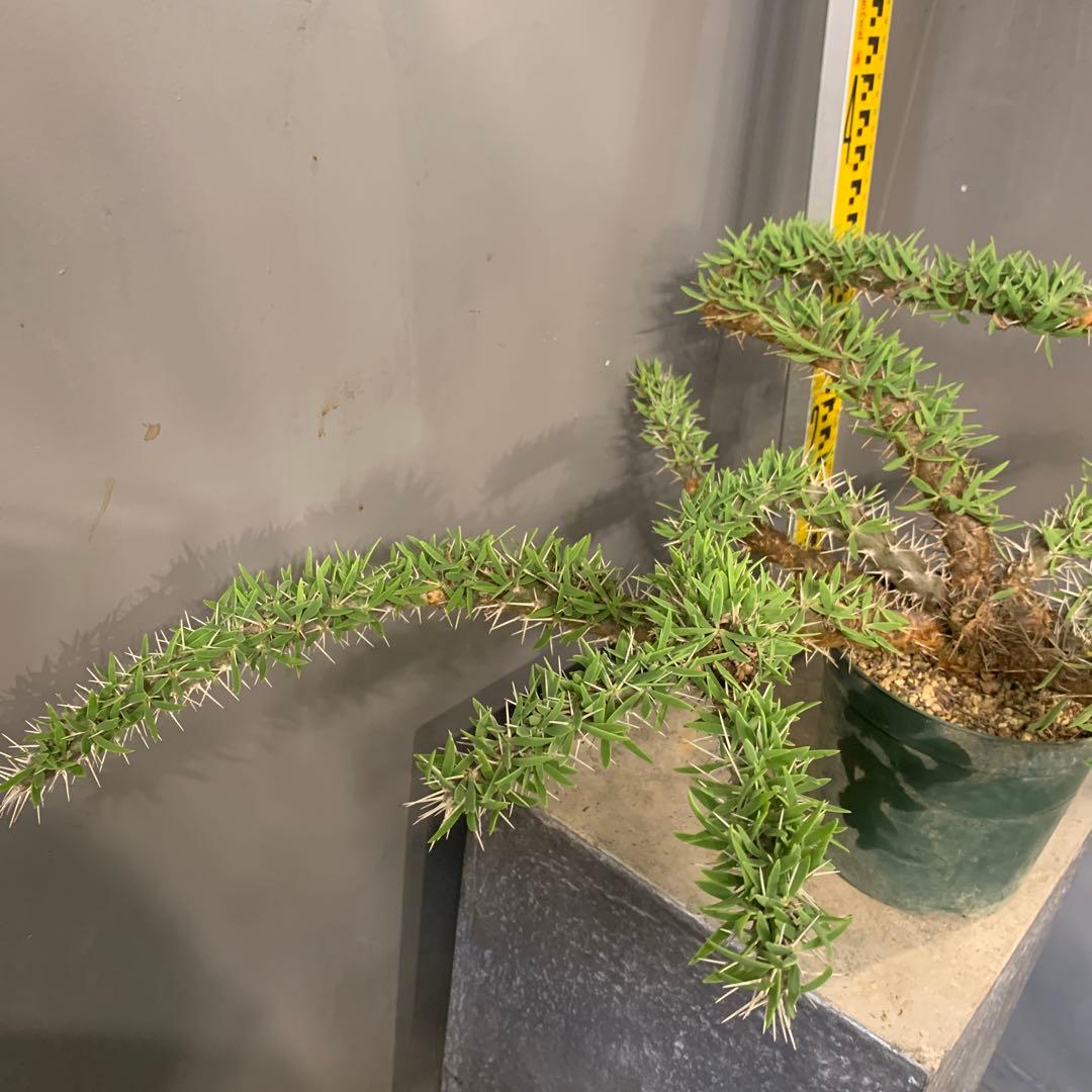 ディディエレア　トロリー