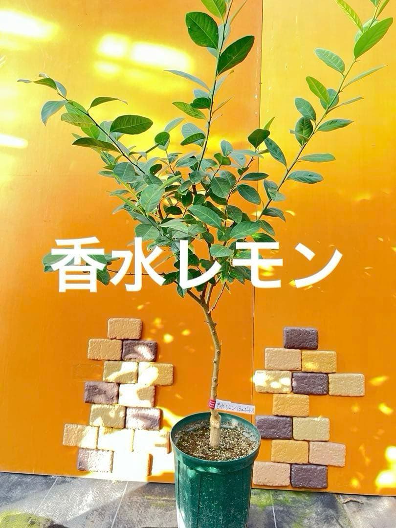 香水レモン　Ａ