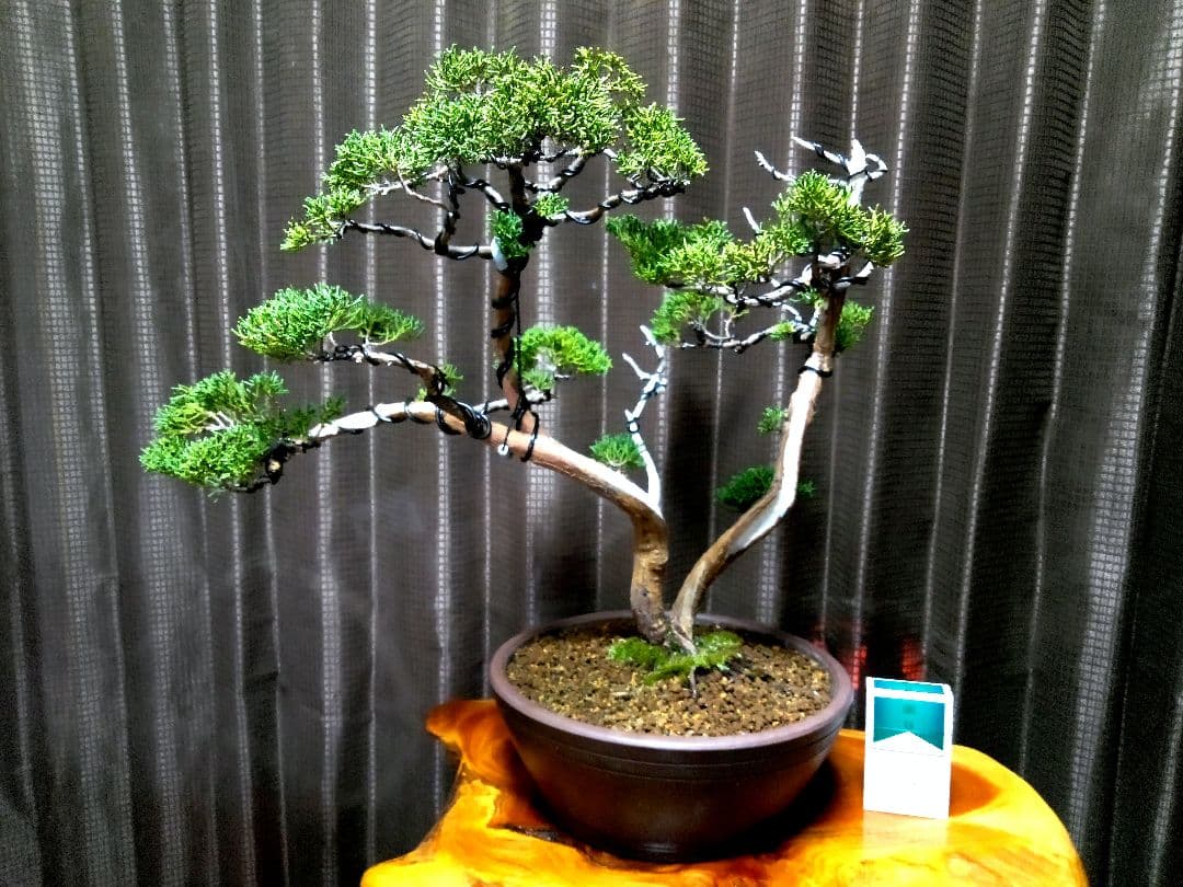 【中品　 糸魚川真柏盆栽】　　　　⭕こじこじ様…専用❗