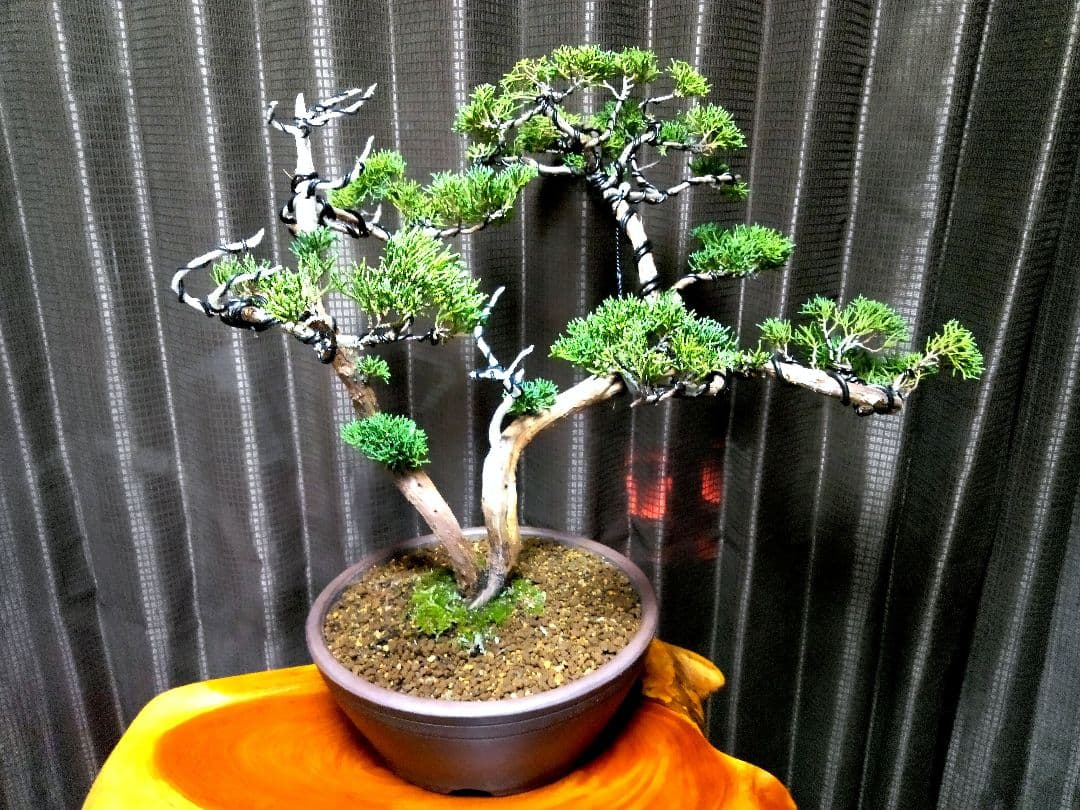 【中品　 糸魚川真柏盆栽】　　　　⭕こじこじ様…専用❗