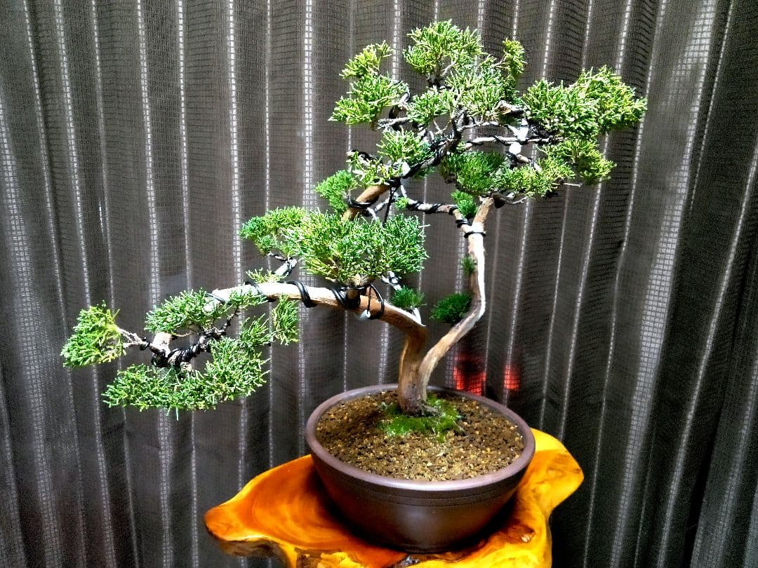 【中品　 糸魚川真柏盆栽】　　　　⭕こじこじ様…専用❗