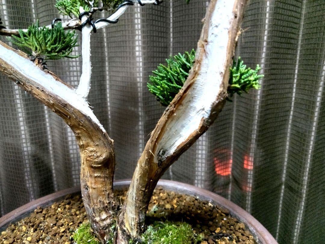 【中品　 糸魚川真柏盆栽】　　　　⭕こじこじ様…専用❗