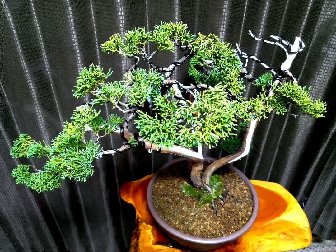 【中品　 糸魚川真柏盆栽】　　　　⭕こじこじ様…専用❗