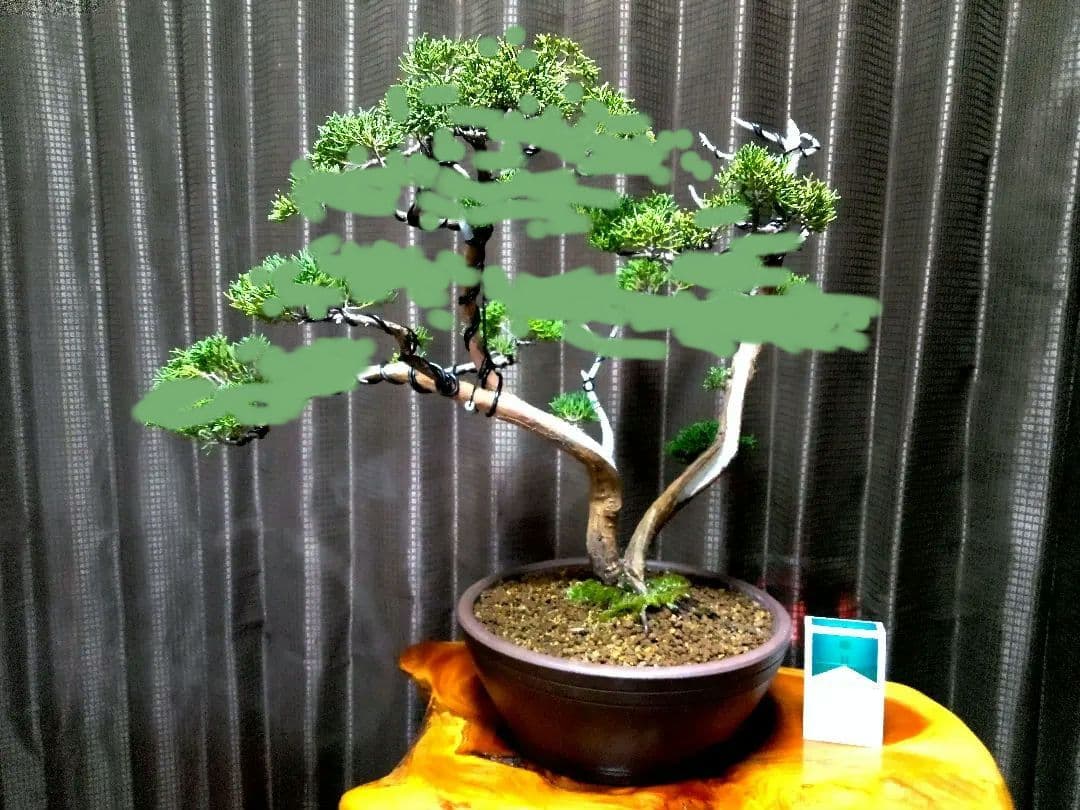 【中品　 糸魚川真柏盆栽】　　　　⭕こじこじ様…専用❗