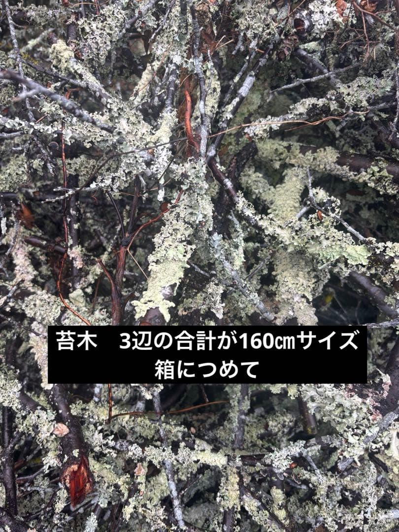 苔梅　苔木　エディブルフラワー　飾り葉