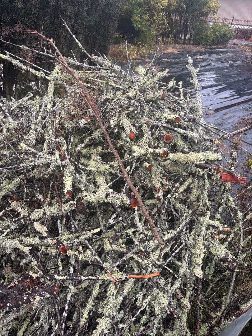 苔梅　苔木　エディブルフラワー　飾り葉