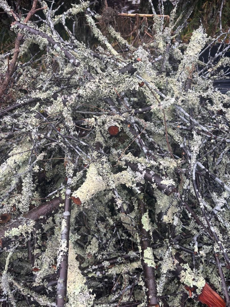 苔梅　苔木　エディブルフラワー　飾り葉