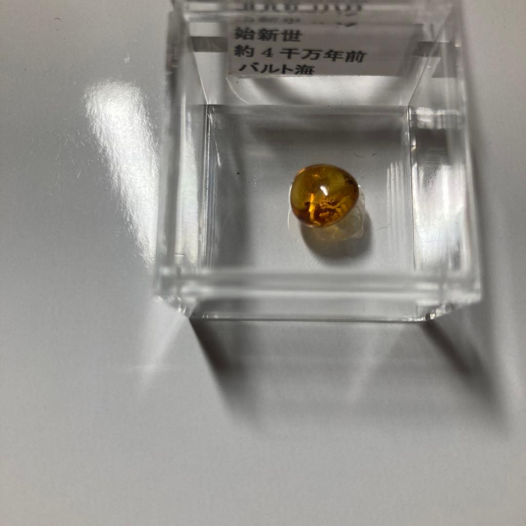 4千万年前の昆虫入り樹液の化石