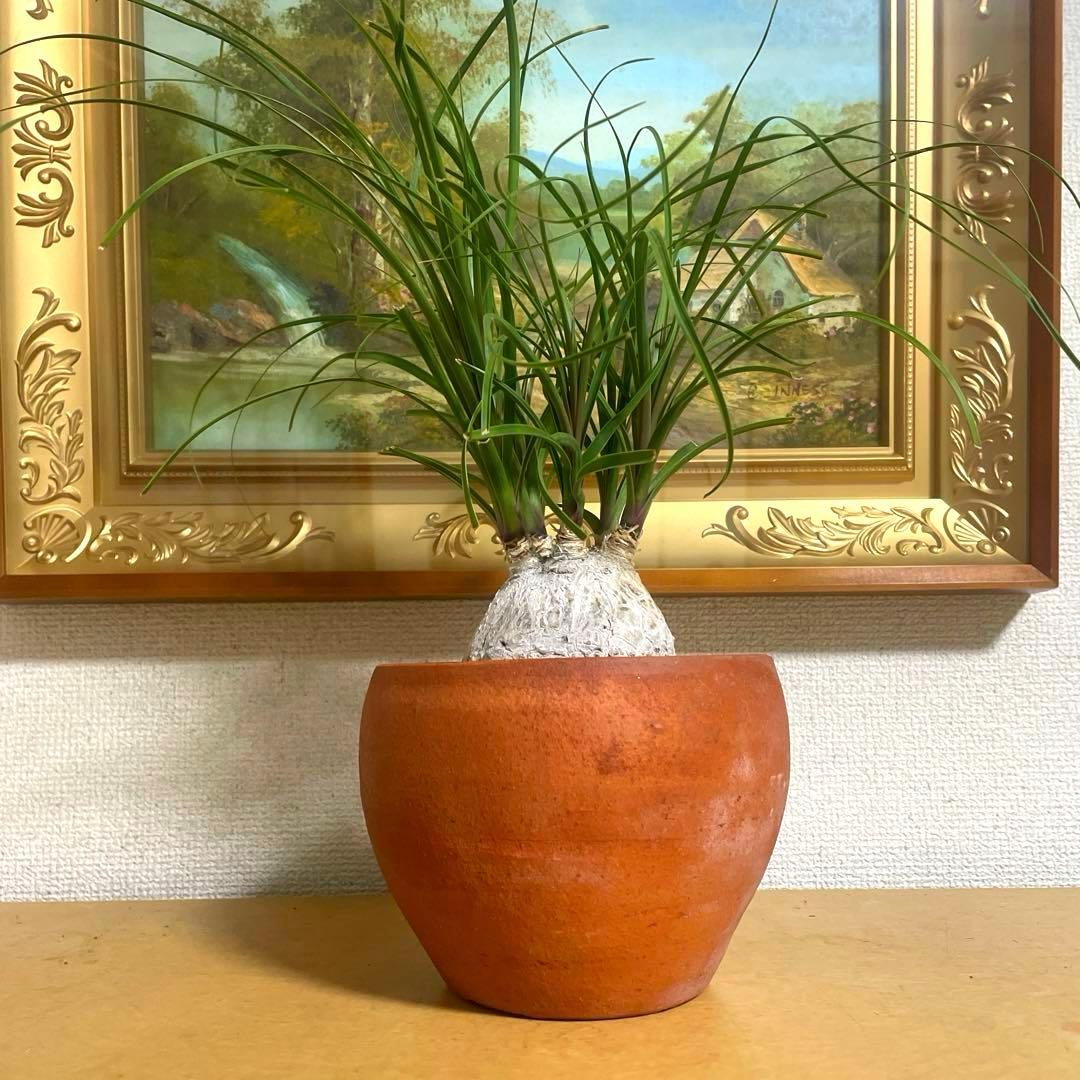 盆栽 トックリラン　塊根 陶器鉢付け(新品)