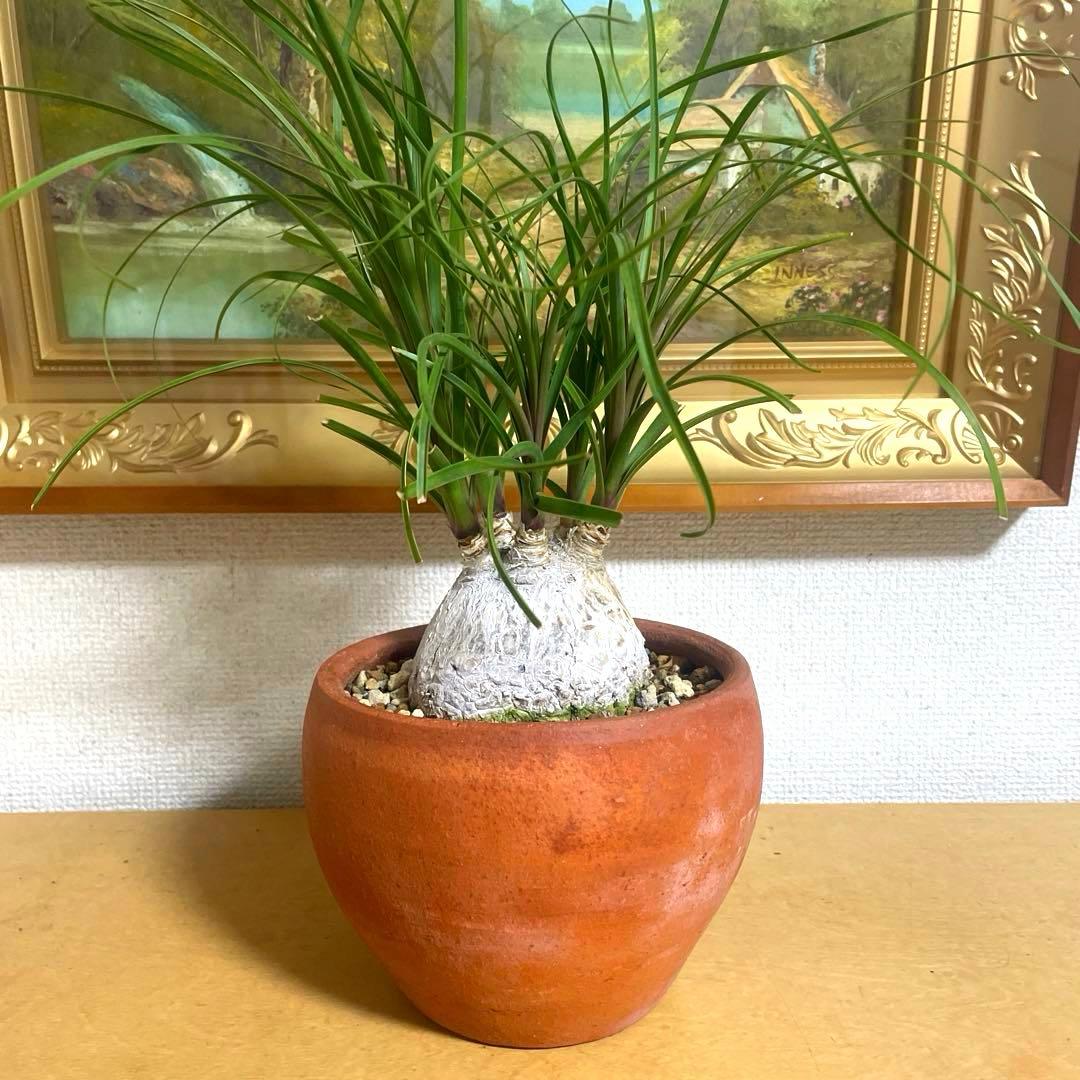 盆栽 トックリラン　塊根 陶器鉢付け(新品)