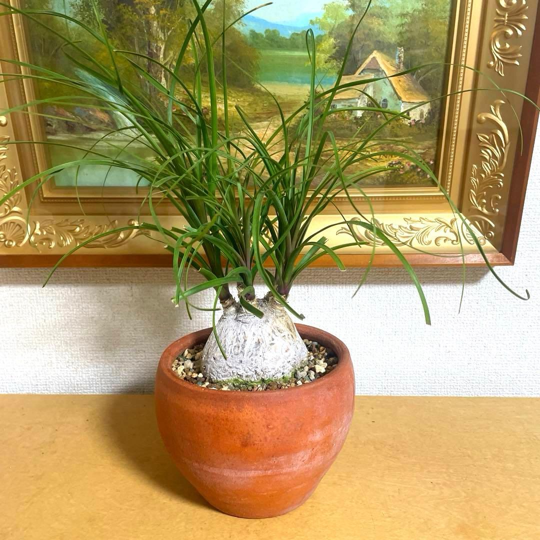 盆栽 トックリラン　塊根 陶器鉢付け(新品)