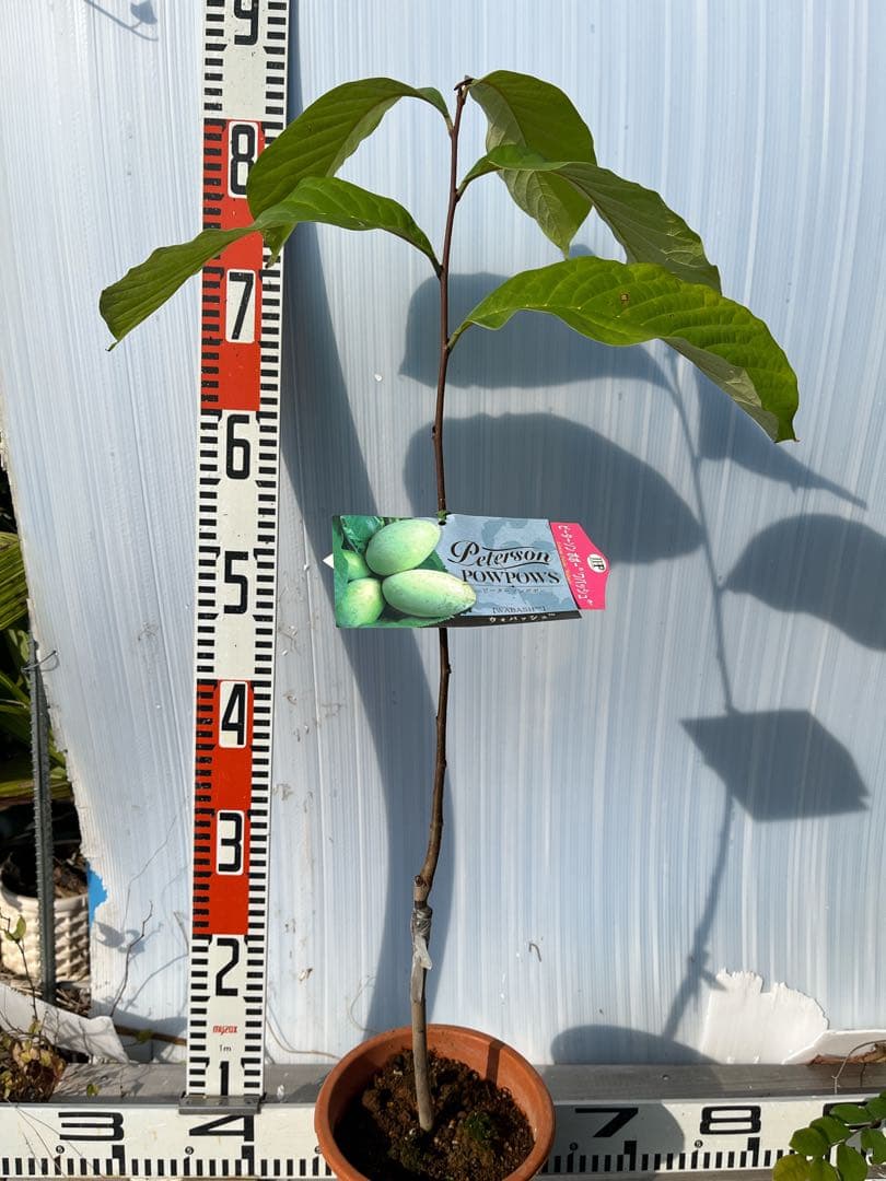 ポポー苗接木苗ピーターソンポポーワバッシュ５号