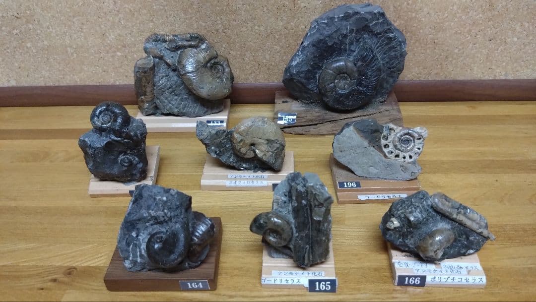 Vincent アンモナイト化石（8点セット）