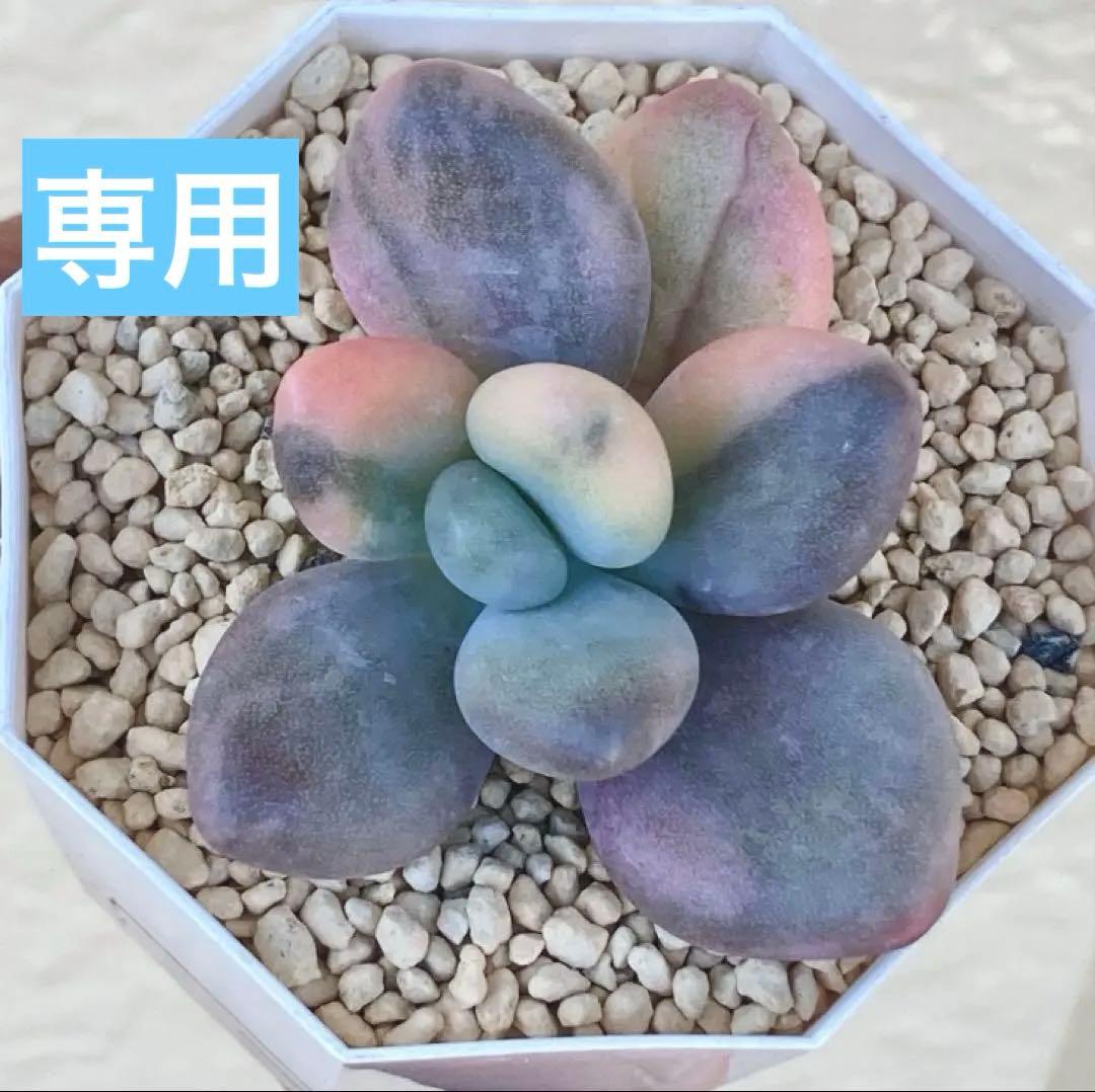 多肉植物　　❁︎星美人錦　カット苗
